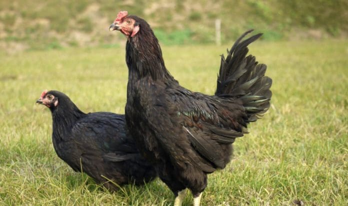 black chicken in field