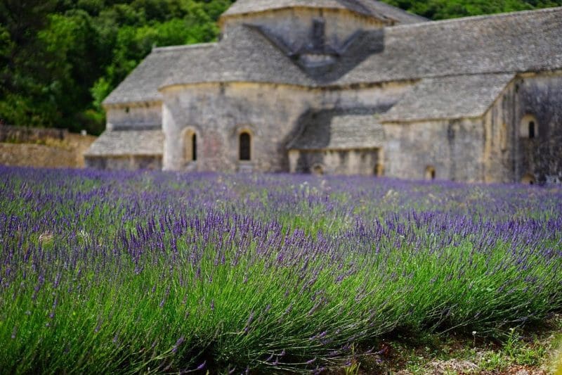 lavender in Provence France
