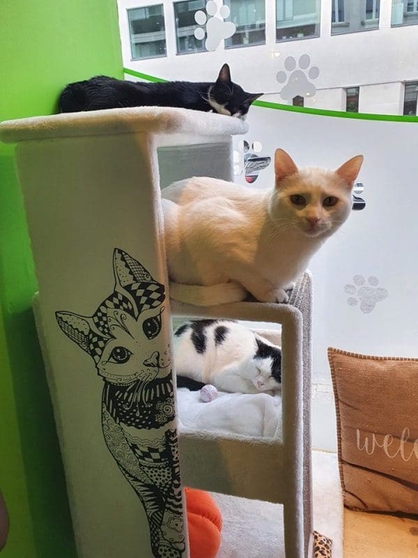 The New Chattouille