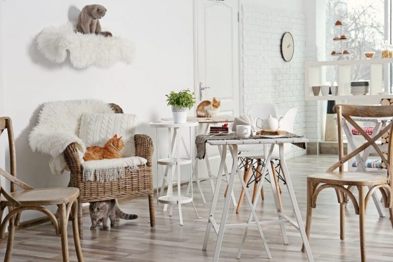 cute cat cafe white wall cozy furniture