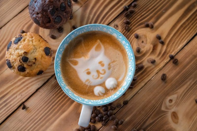 cat cat latte art on wooden table