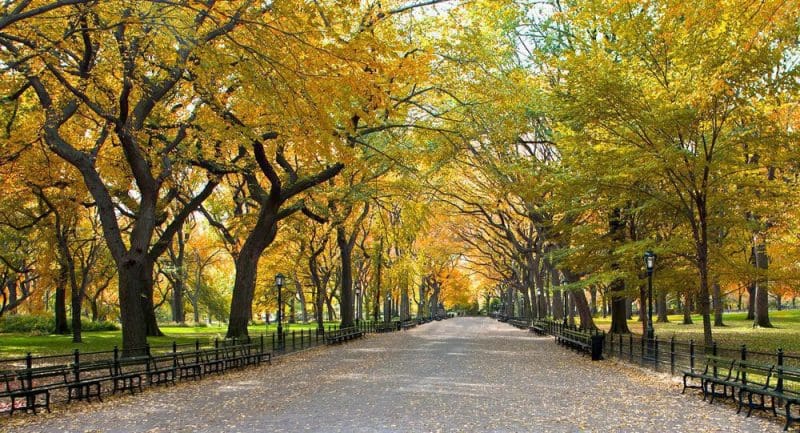 central park sidewalk trees