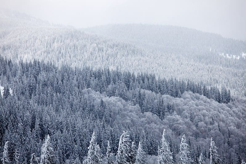 snow covered mountains and trees