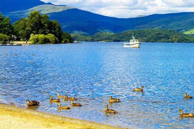 Ducks swimming in the Loch Lomond lake in Luss, Scotland