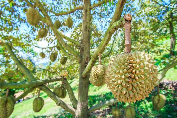 Durian fruits in Thailand