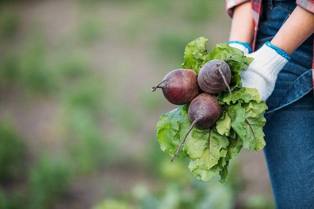 Farmer holding beets in field