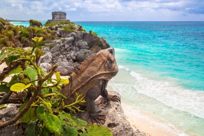 Iguana sitting at the beach of Tulum, Mexico