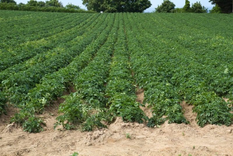 Potatoe Cultivation on the Channel Islands