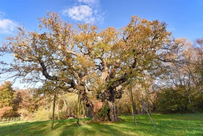 Sherwood Forest England