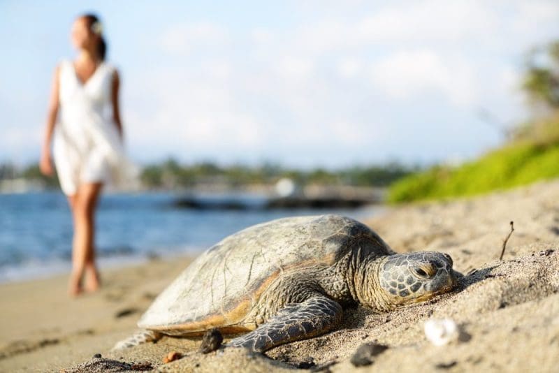 Turtle on beach, walking woman, Big Island, Hawaii