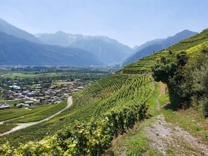 View towards Martigny through the vineyards