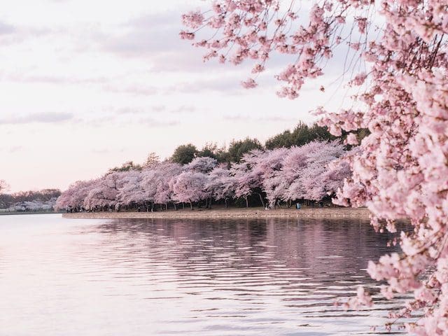 cherry blossoms in spring on river bank