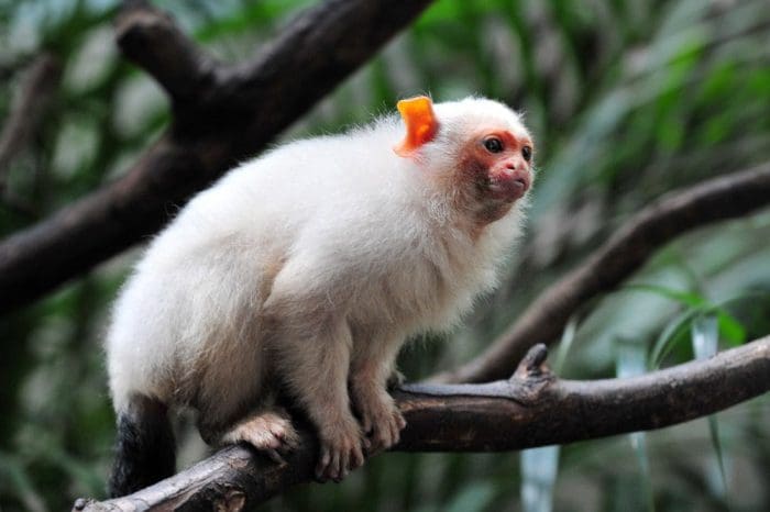 cute white monkey at central park zoo