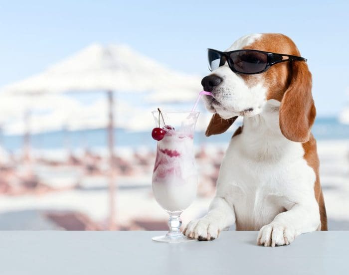 Cute dog in sunglasses drink cocktail on a beach