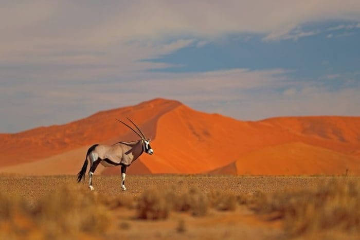 Gemsbok with orange sand dune evening sunset. Gemsbuck