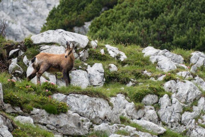 Wild chamois in the rocks under grosser priel in austria