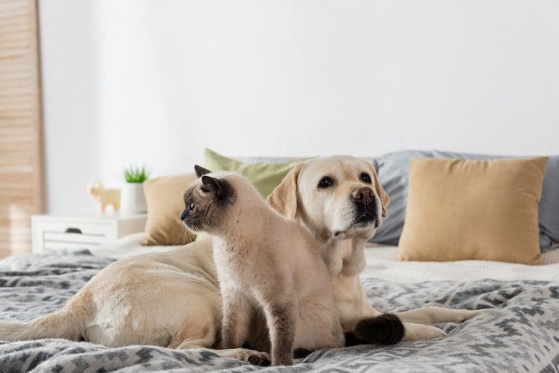 Dog and cat lying on cozy bed near blurred pillows