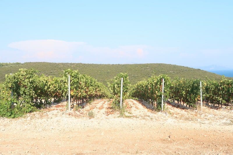 Vineyard Korcula Croatia