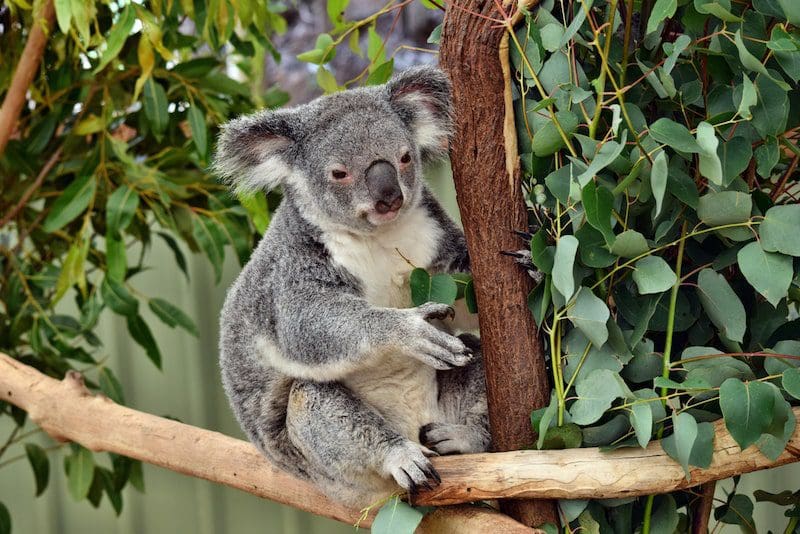 Koala a native Australian animal, eating eucalyptus leaves