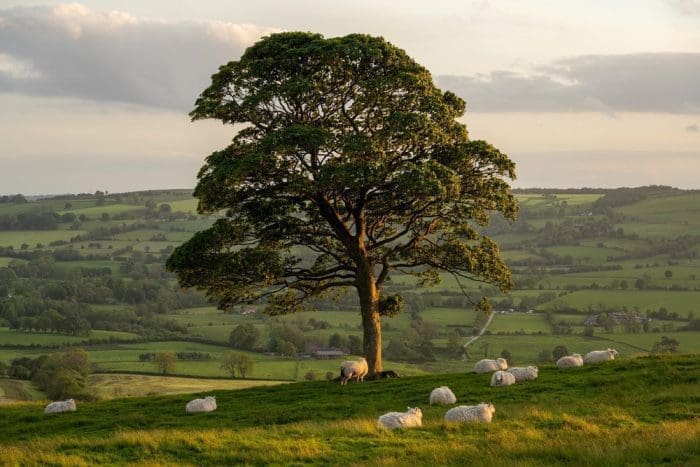 A rural scene of lambs, and sheep grazing around a lone tree at sunset on The Roaches in the Peak District National Park, Staffordshire, UK