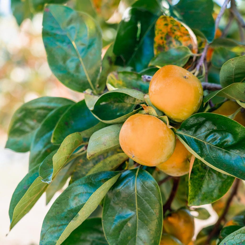 Fuyu Persimmon with green leaves