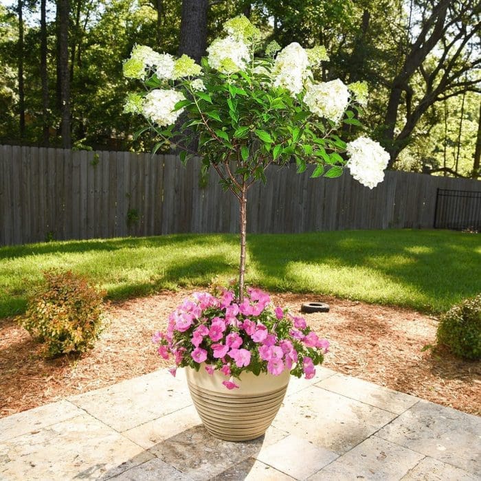 Limelight Hydrangea Tree