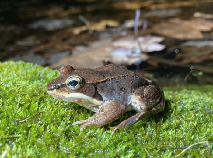 SOFO Museum frog Hamptons