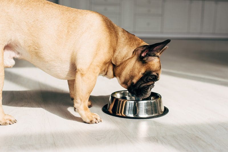 Hungry french bulldog looking at bowl in room with sunshine