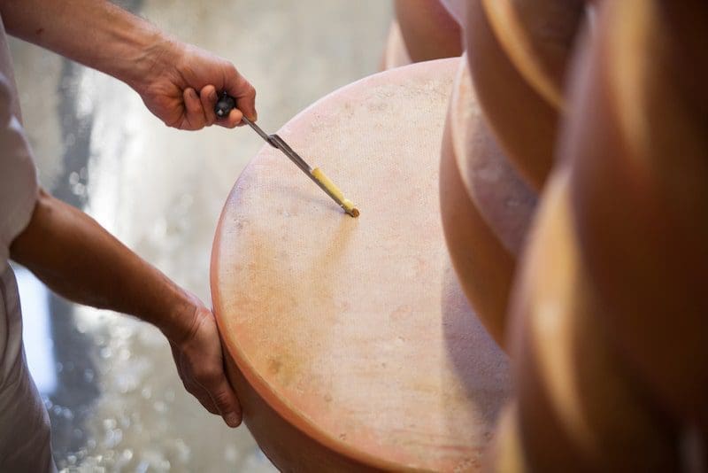 A person working in Gruyere cheese aging or maturing cave in France