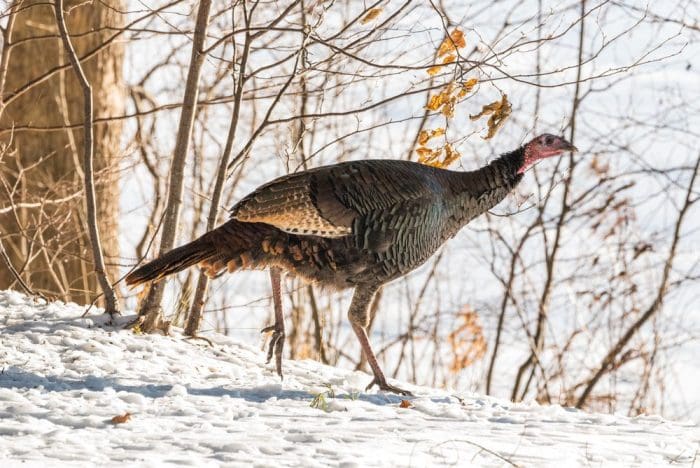 eastern wild turkey winter outdoors