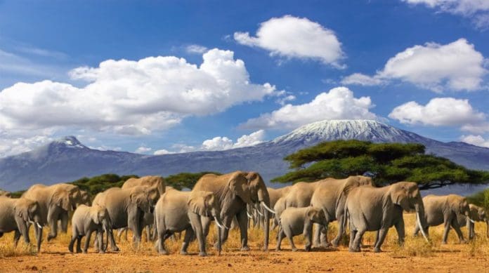 Mt Kilimanjaro Tanzania with a large herd of african elephants