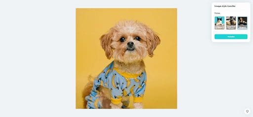 image of cute small dog with clothing yellow background photo editor
