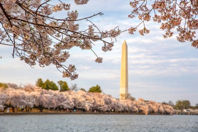 Cherry blossom in Washington, DC, with the Washington Monument