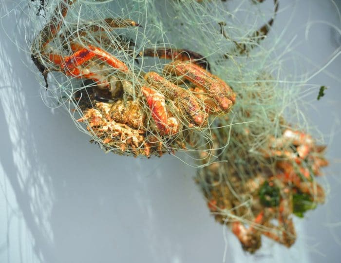 Crabs in fishing net
