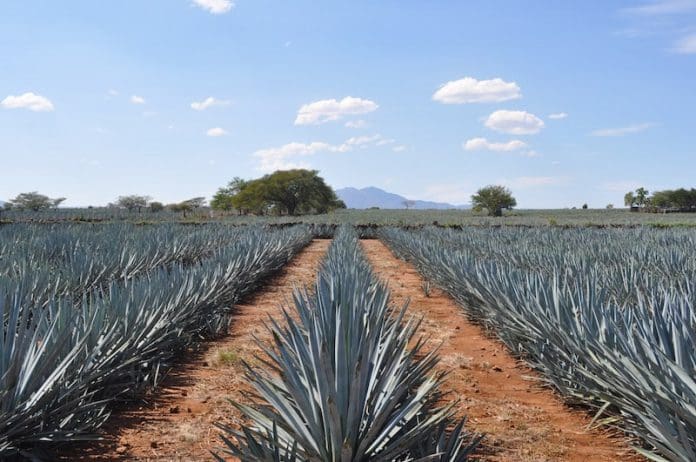 Guadalajara Itinerary For Tequila Lovers