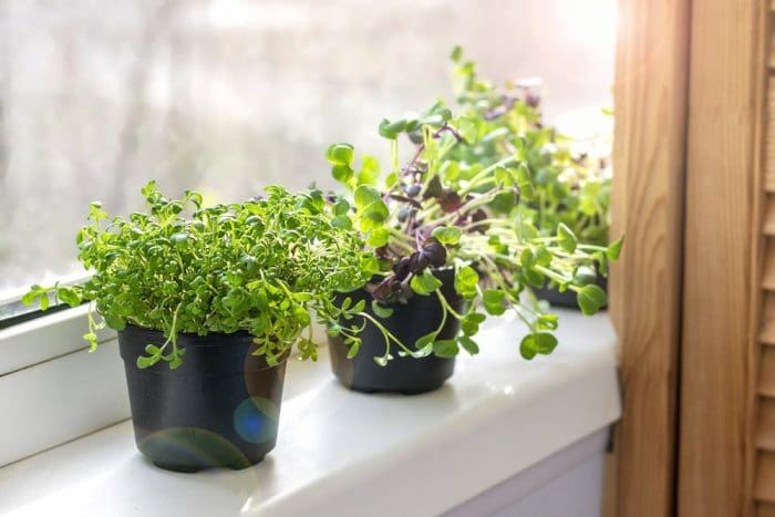 Growing microgreens on window Young raw sprouts of radishes