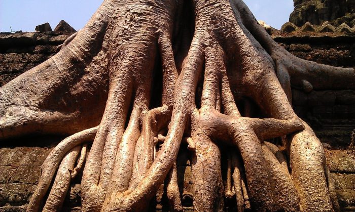 Tree trunks at Ta Prohm Temple
