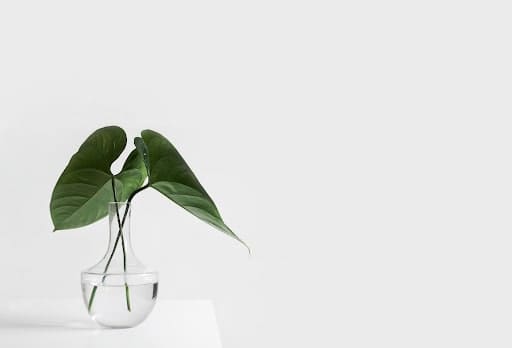 white background green leaves in vase minimal design