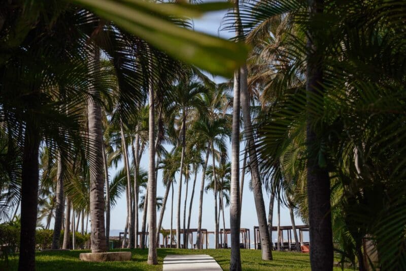 WPV Palm trees resort Pacific Mexico hotel