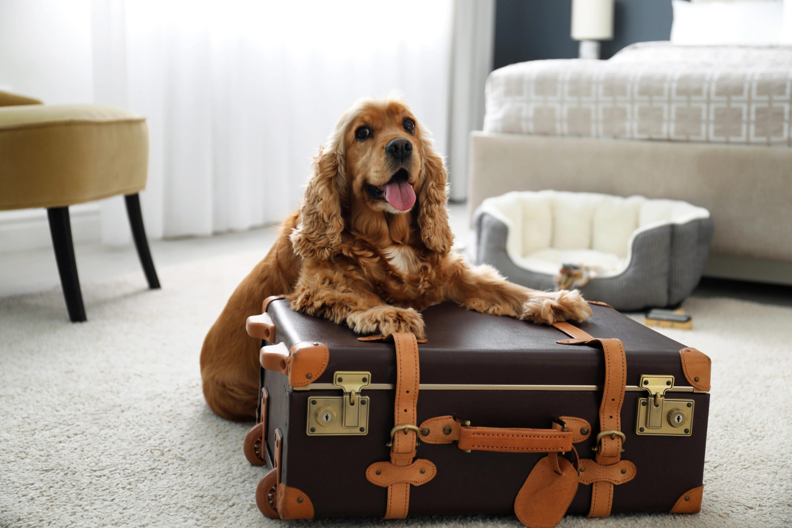 Cute English Cocker Spaniel and suitcase indoors pet friendly hotel