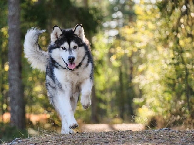 husky dog running happily on hiking trail forest sunny day
