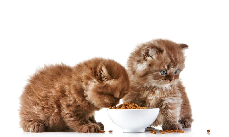 British long hair kitten