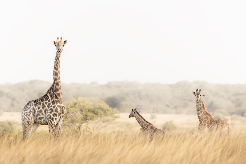 Wild Tomorrow giraffe