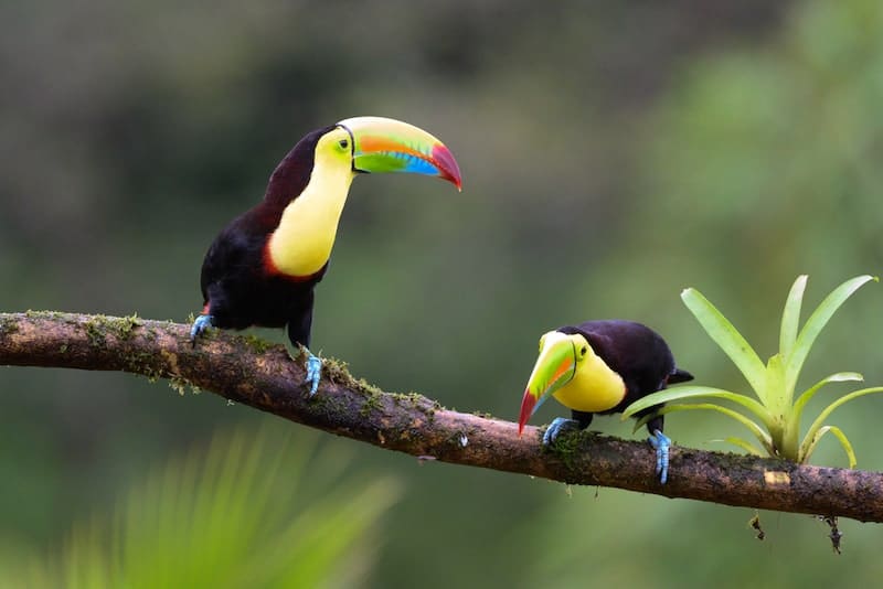 Keel-billed toucan