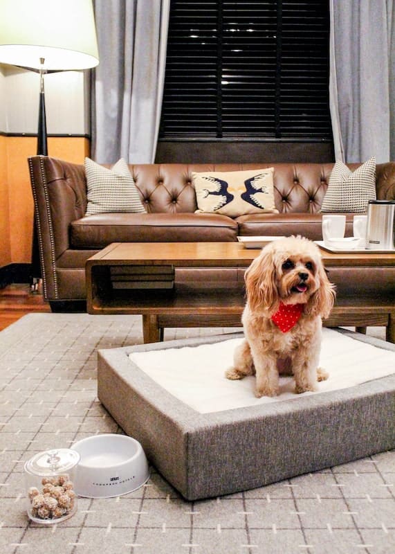 Dog Lola Gild Hall pet friendly hotel NYC