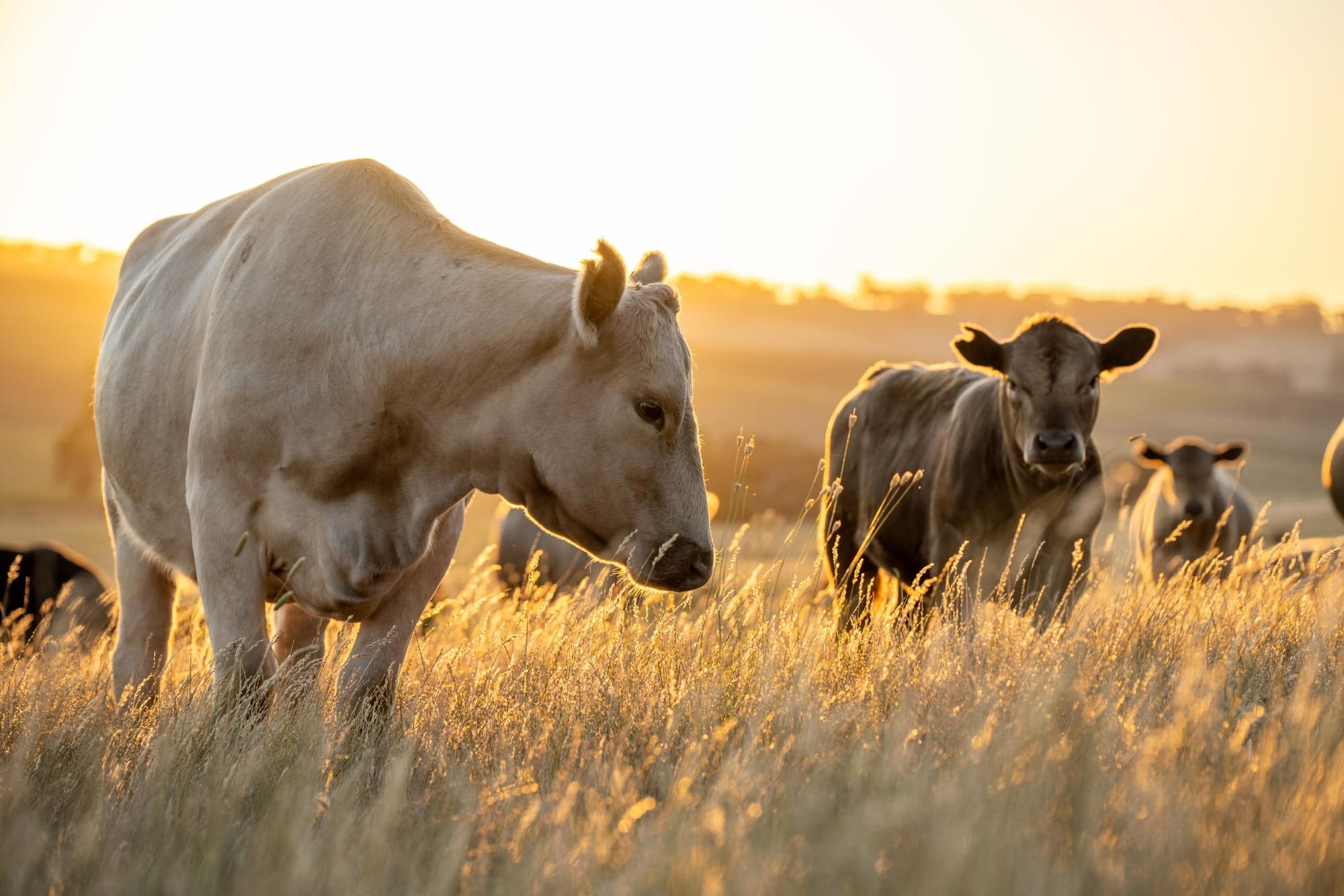 Cows at dusk grazing in a field on a farm