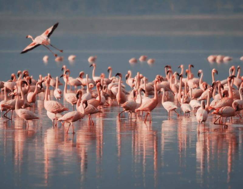 Manouri Fernando flamingos portugal