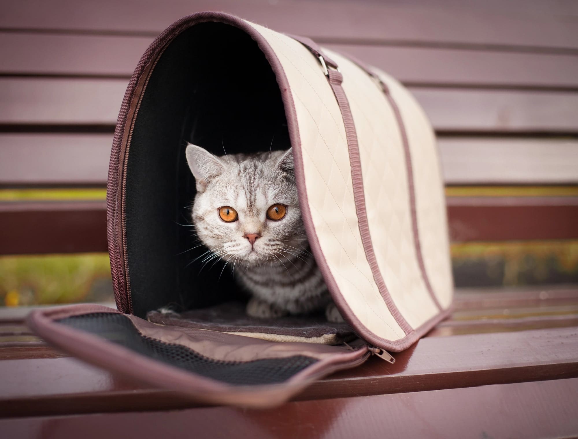 cat in pet carrier