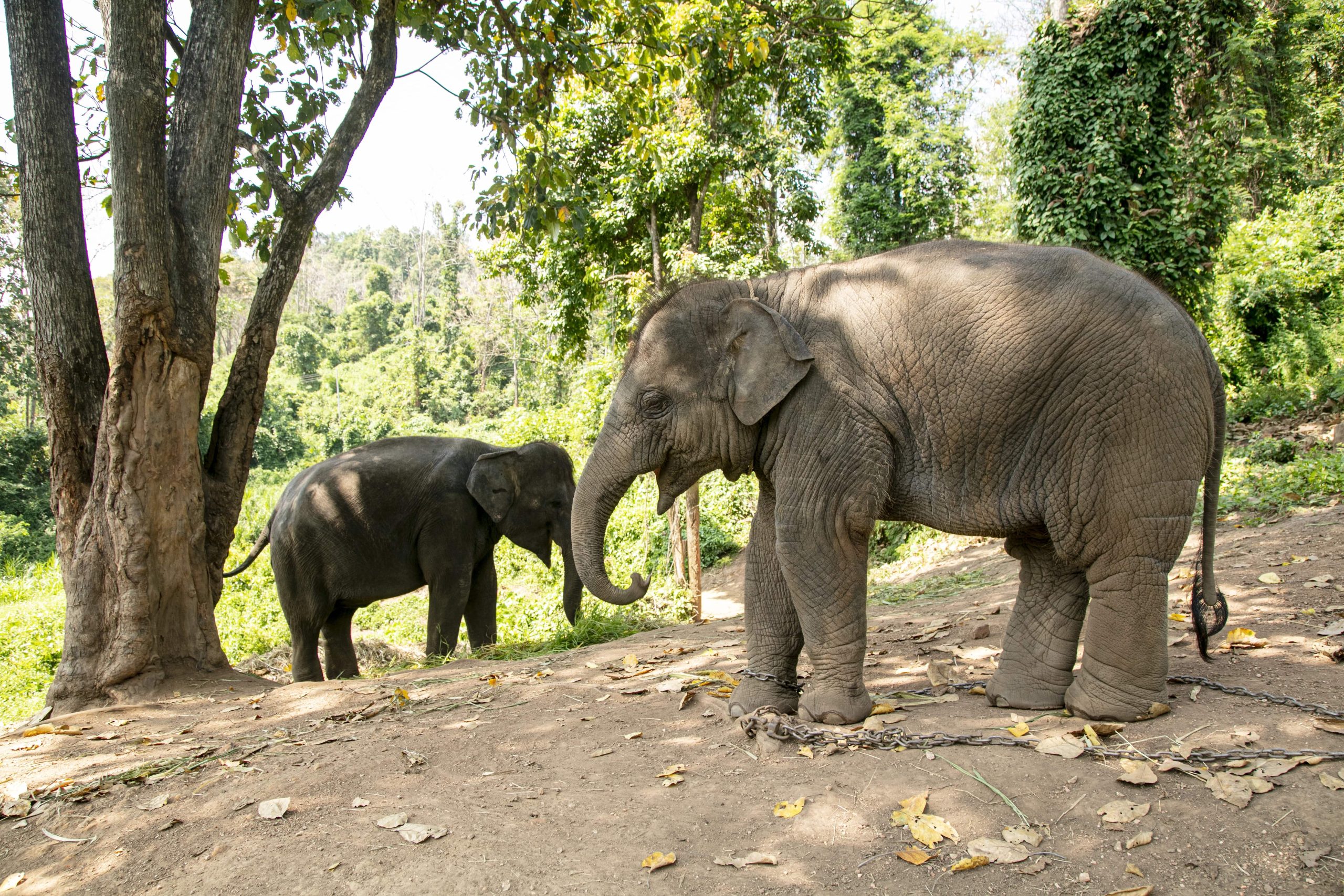 elephants together in jungle sanctuary